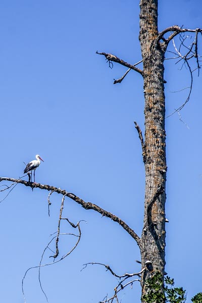 Storch auf Baum